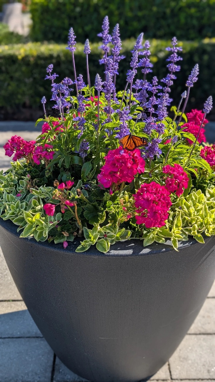 A container planting of salvia and geraniums with a monarch butterfly