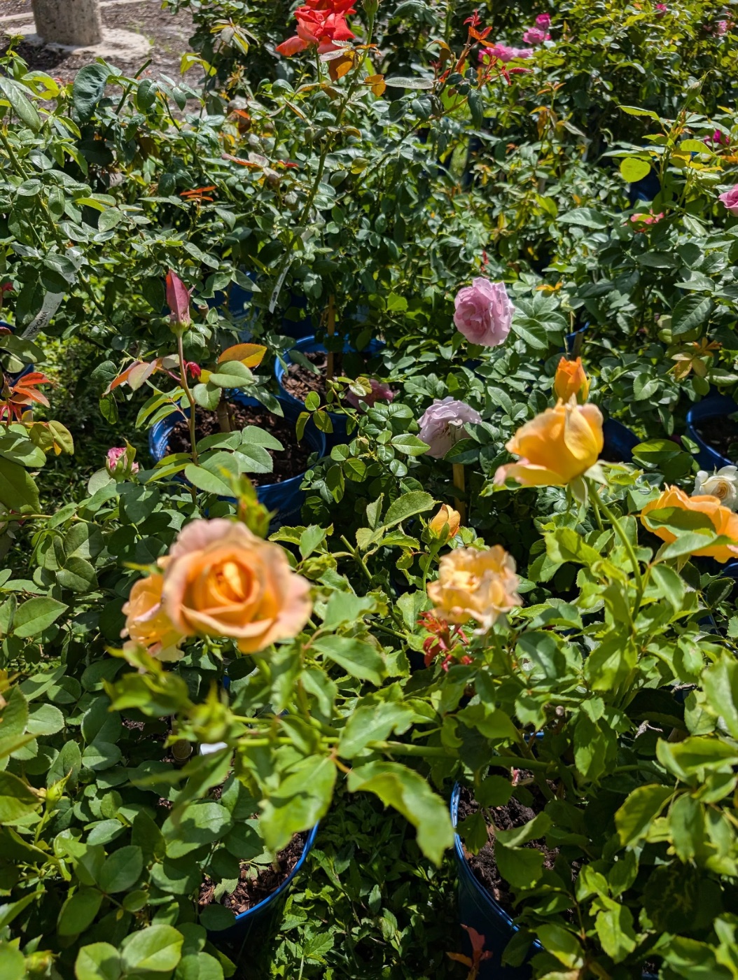 Rows of potted roses at a nursery