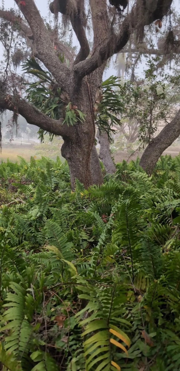 A moss-draped live oak rising from a bed of ferns in morning fog