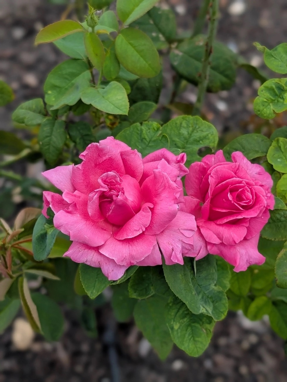 Two pink garden roses in full bloom