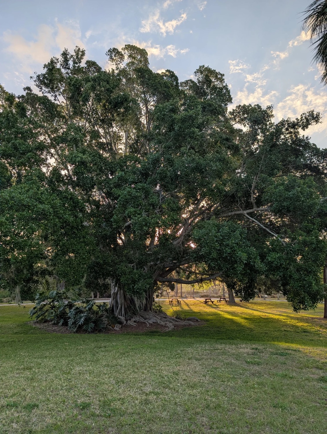 A grand spreading ficus tree at golden hour in a Florida park